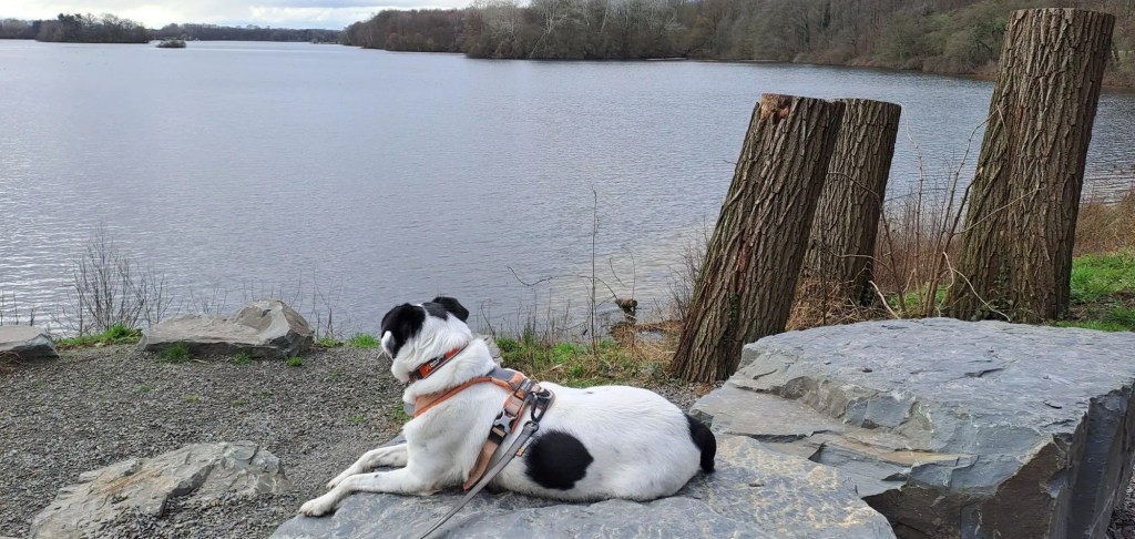 Panda am Unterbacher See