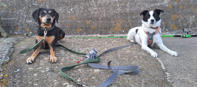 Hunde in Norwegen
